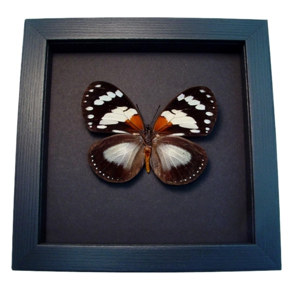 Euxanthe trajanus Forest Queen Butterfly Framed Taxidermy Moonlight Display
