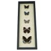 Lavender Butterfly Collection Real Framed Butterflies Taxidermy Display