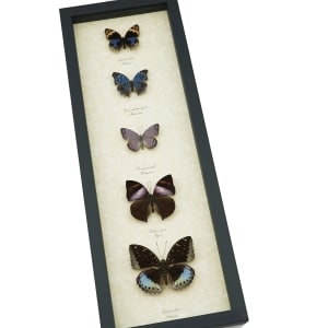 Lavender Butterfly Collection Real Framed Butterflies Taxidermy Display