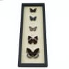 Lavender Butterfly Collection Real Framed Butterflies Taxidermy Display