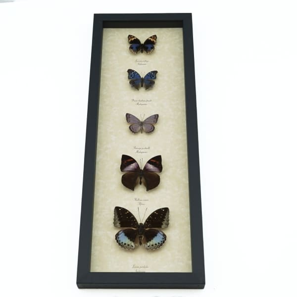 Lavender Butterfly Collection Real Framed Butterflies Taxidermy Display