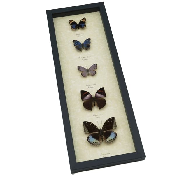 Lavender Butterfly Collection Real Framed Butterflies Taxidermy Display