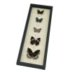 Lavender Butterfly Collection Real Framed Butterflies Taxidermy Display