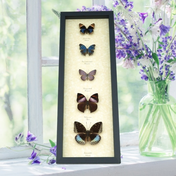 Lavender Butterfly Collection Real Framed Butterflies Taxidermy Display