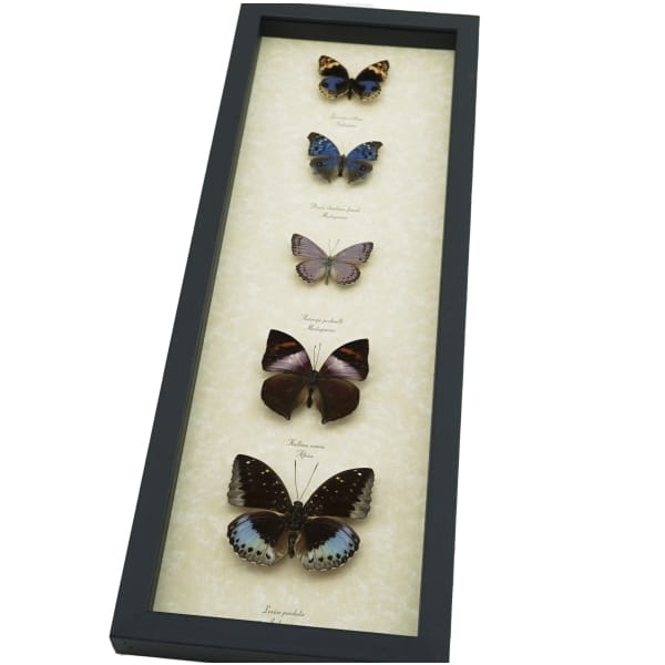 Lavender Butterfly Collection Real Framed Butterflies Taxidermy Display