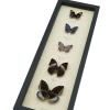 Lavender Butterfly Collection Real Framed Butterflies Taxidermy Display