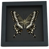 Papilio lormieri Verso Butterfly Central Emperor Swallowtail Framed Taxidermy Moonlight Display
