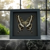 Papilio lormieri Verso Butterfly Central Emperor Swallowtail Framed Taxidermy Moonlight Display