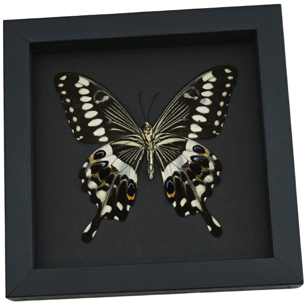 Papilio lormieri Verso Butterfly Central Emperor Swallowtail Framed Taxidermy Moonlight Display