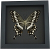 Papilio lormieri Verso Butterfly Central Emperor Swallowtail Framed Taxidermy Moonlight Display