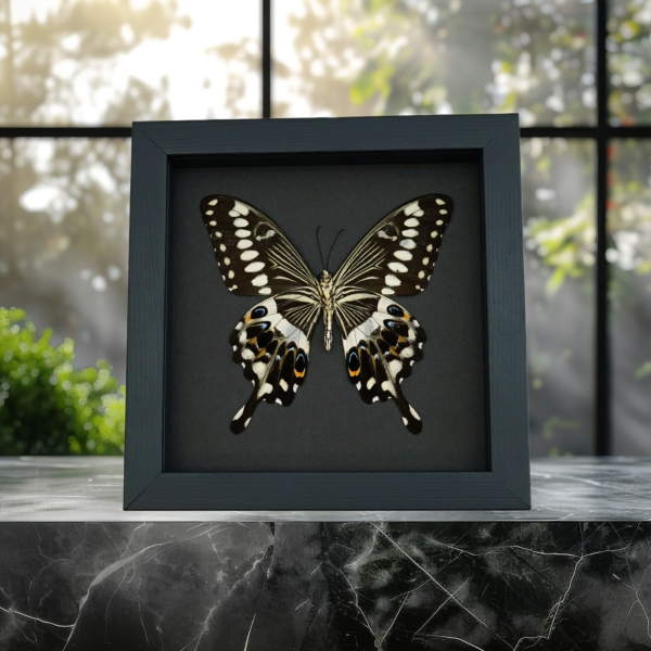 Papilio lormieri Verso Butterfly Central Emperor Swallowtail Framed Taxidermy Moonlight Display