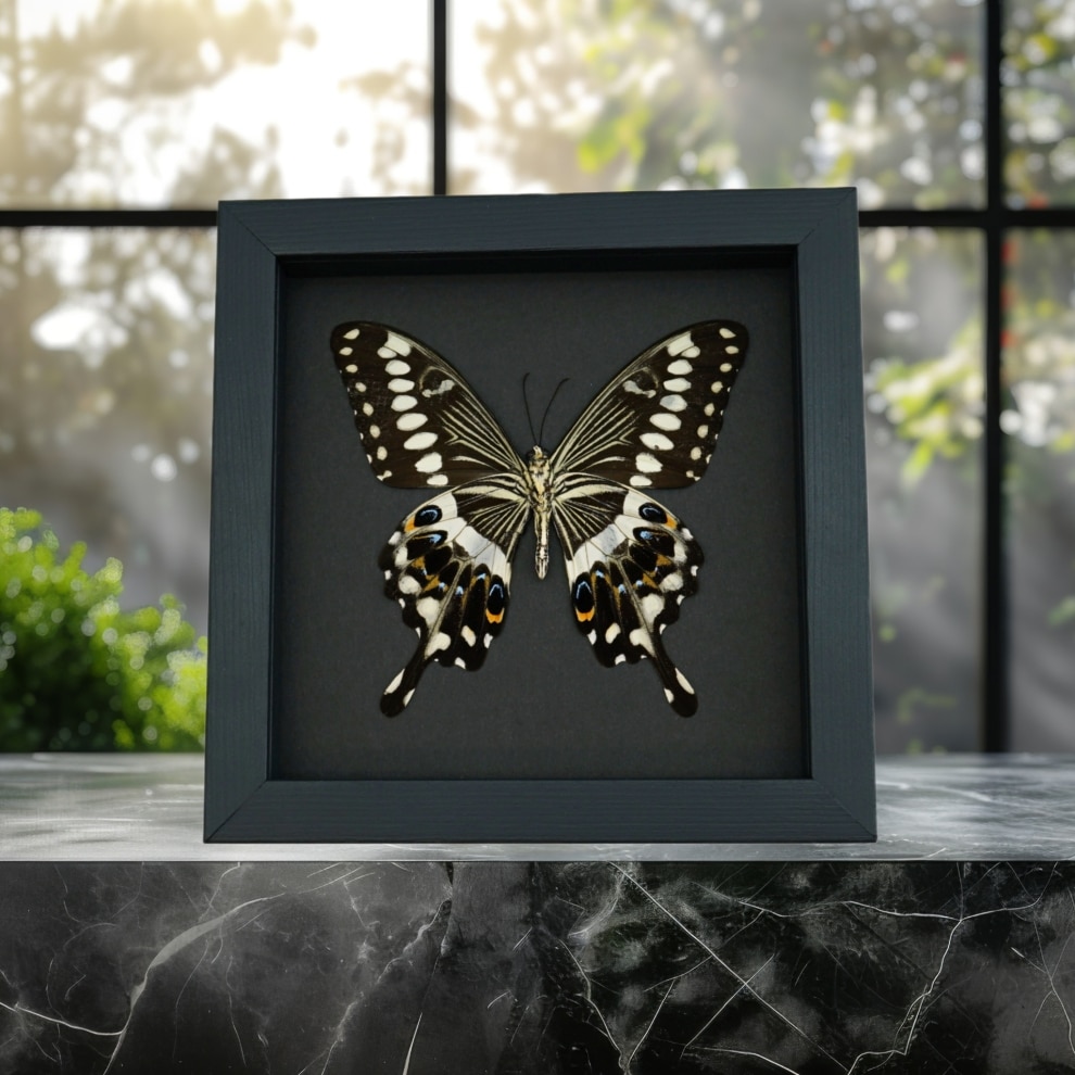 Papilio lormieri Verso Butterfly Central Emperor Swallowtail Framed Taxidermy Moonlight Display Papilio lormieri Verso Butterfly Central Emperor Swallowtail Framed Taxidermy Moonlight Display