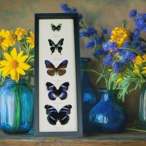 Purple Butterfly Collection Real Framed Butterflies