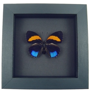 Callicore pastazza Framed Butterfly Taxidermy Moonlight Display