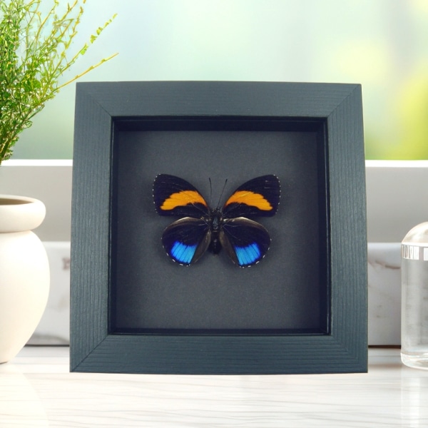Callicore pastazza Framed Butterfly Taxidermy Moonlight Display