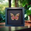 Real Framed Butterfly Euphaedra hollandi Female Pink African Insect Moonlight Display