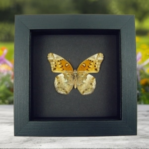 Euptoieta claudia Variegated Fritillary Butterfly Framed Taxidermy Moonlight Display