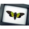 Trengganua sybylla Leaf Green Cicada Framed Classic Black Display