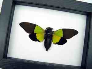 Trengganua sybylla Leaf Green Cicada Framed Classic Black Display