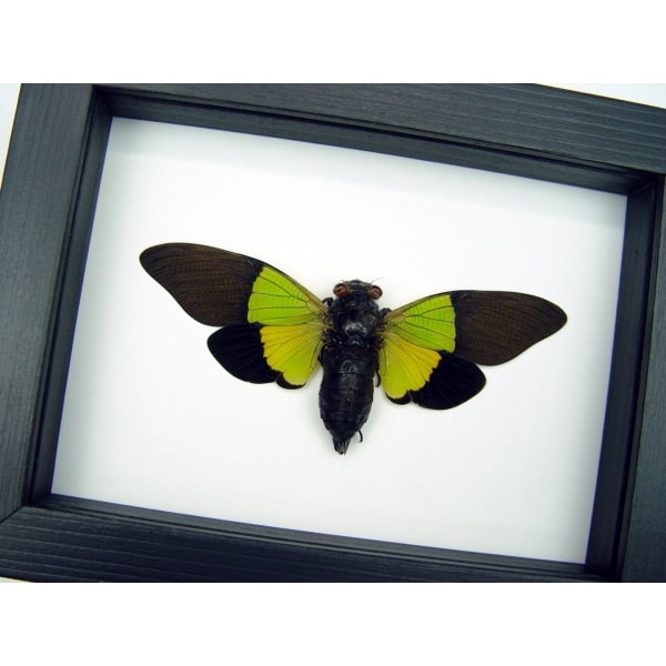Trengganua sybylla Leaf Green Cicada Framed Classic Black Display