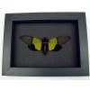 Green Leaf Mimic Cicada Trengganua sybylla Framed Taxidermy Moonlight Display