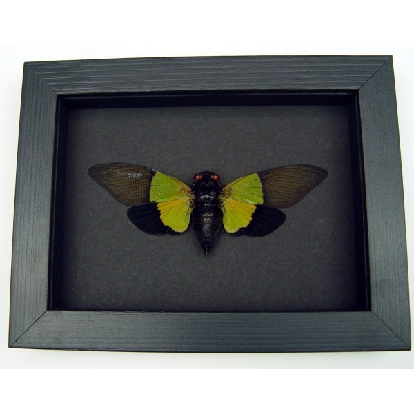 Green Leaf Mimic Cicada Trengganua sybylla Framed Taxidermy Moonlight Display