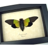 Trengganua sybylla Green Leaf Mimic Cicada Framed Insect Taxidermy Display