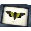 Trengganua sybylla Green Leaf Mimic Cicada Framed Insect Taxidermy Display