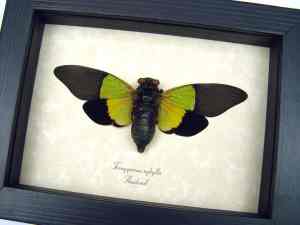 Trengganua sybylla Green Leaf Mimic Cicada Framed Insect Taxidermy Display
