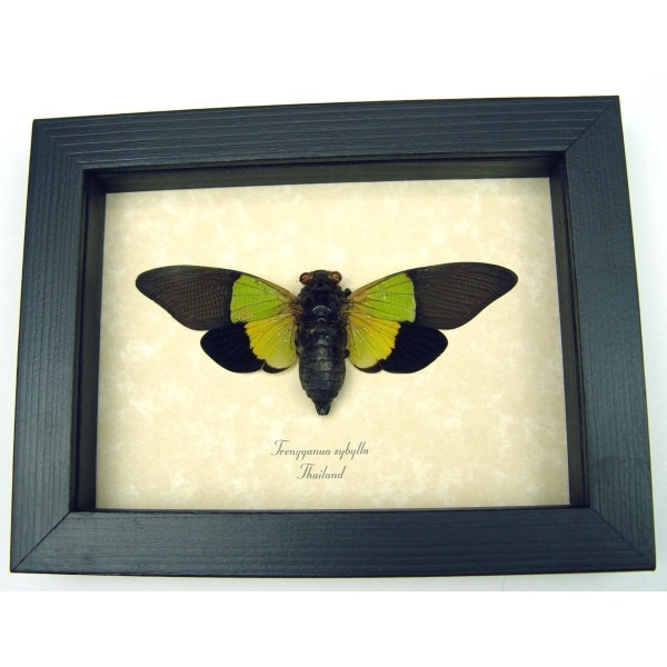 Trengganua sybylla Green Leaf Mimic Cicada Framed Insect Taxidermy Display