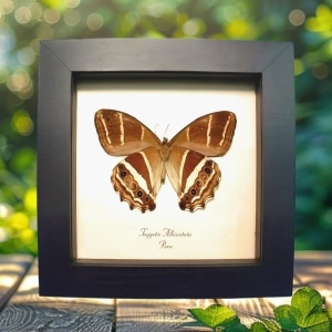 Solar System Satyridae Butterfly Taygetis albinotata Framed Taxidermy Display