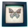 Anaea cyanea Verso Silver Snakeskin Butterfly Framed Taxidermy Display