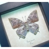Anaea cyanea Verso Silver Snakeskin Butterfly Framed Taxidermy Display