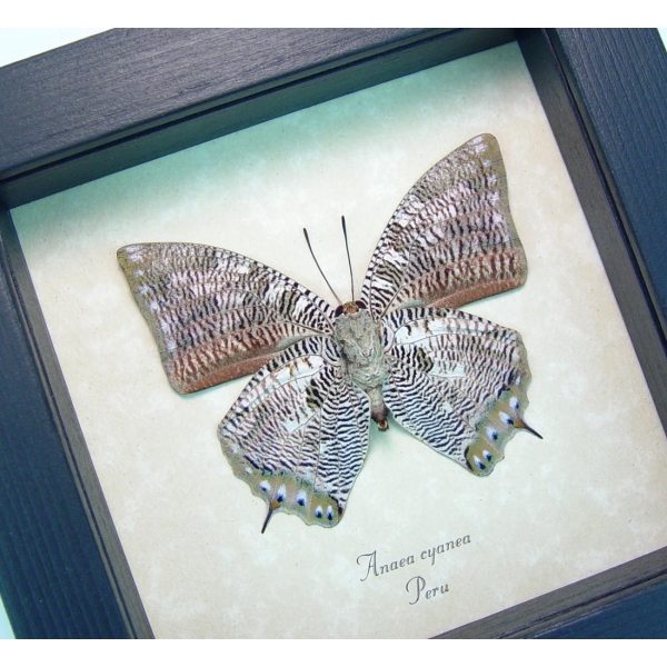 Anaea cyanea Verso Silver Snakeskin Butterfly Framed Taxidermy Display