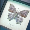 Anaea cyanea Verso Silver Snakeskin Butterfly Framed Taxidermy Display