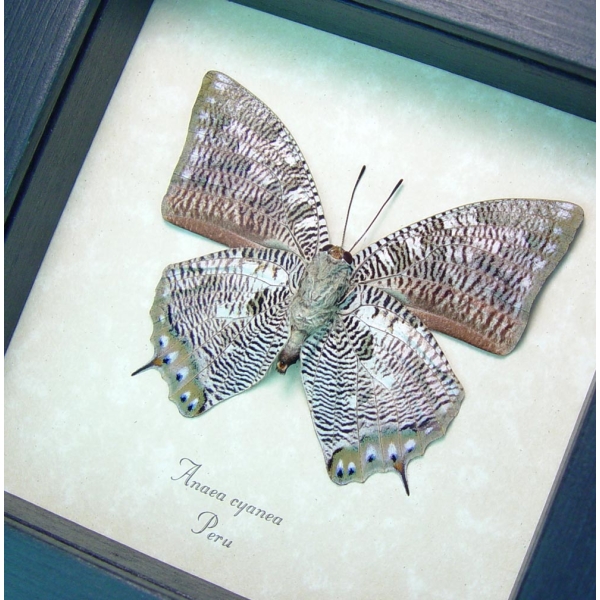 Anaea cyanea Verso Silver Snakeskin Butterfly Framed Taxidermy Display
