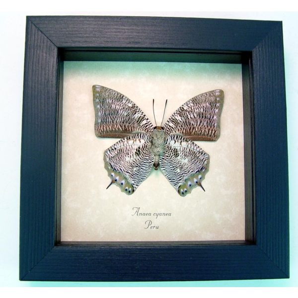 Anaea cyanea Verso Silver Snakeskin Butterfly Framed Taxidermy Display