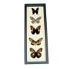 Brown Leather Butterfly Collection Real Framed Butterflies Taxidermy Display