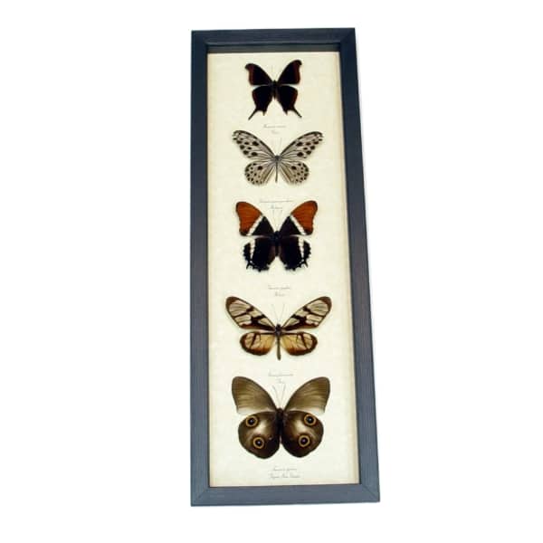 Brown Leather Butterfly Collection Real Framed Butterflies Taxidermy Display