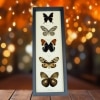 Brown Leather Butterfly Collection Real Framed Butterflies Taxidermy Display