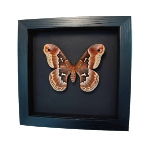 Real Framed Callosamia promethea Female Silk Moth Taxidermy Moonlight Display