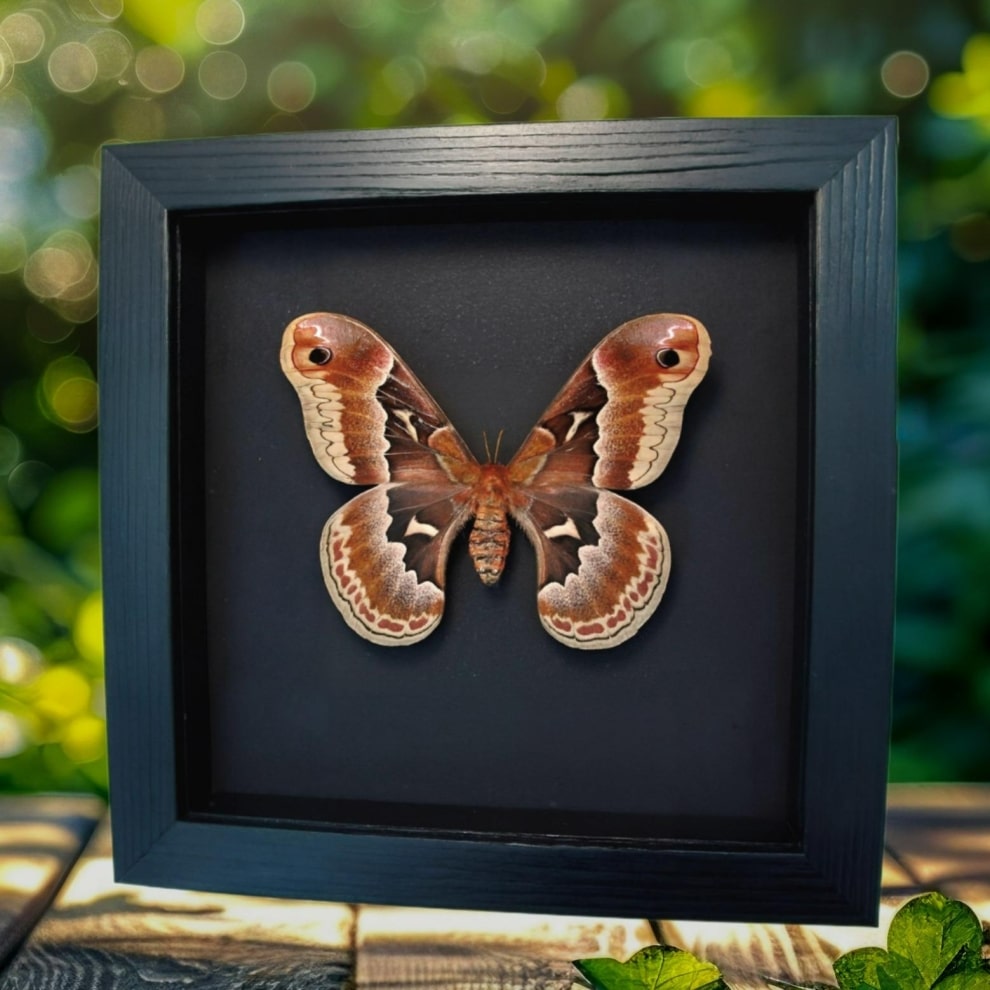 Real Framed Callosamia promethea Female Silk Moth Taxidermy Moonlight Display