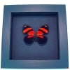 Blood Red Butterfly Catagramma cynosura Framed Taxidermy Moonlight Display