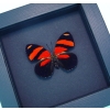 Blood Red Butterfly Catagramma cynosura Framed Taxidermy Moonlight Display