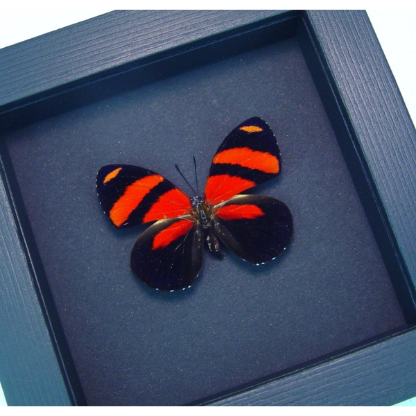 Blood Red Butterfly Catagramma cynosura Framed Taxidermy Moonlight Display