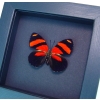 Blood Red Butterfly Catagramma cynosura Framed Taxidermy Moonlight Display