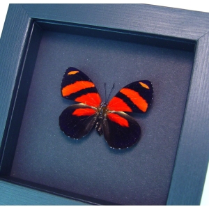 Blood Red Butterfly Catagramma cynosura Framed Taxidermy Moonlight Display