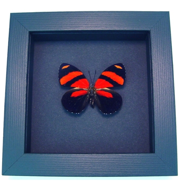 Blood Red Butterfly Catagramma cynosura Framed Taxidermy Moonlight Display