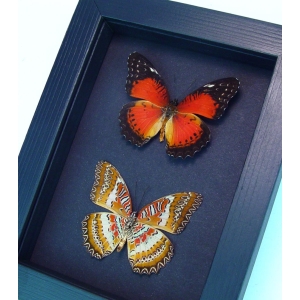 Cethosia biblis Pair Red Lacewing Butterflies Moonlight Display Framed Taxidermy