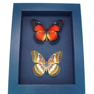 Cethosia biblis Pair Red Lacewing Butterflies Moonlight Display Framed Taxidermy
